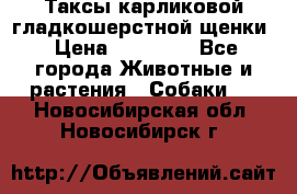 Таксы карликовой гладкошерстной щенки › Цена ­ 20 000 - Все города Животные и растения » Собаки   . Новосибирская обл.,Новосибирск г.